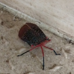 Kalidasa lanata