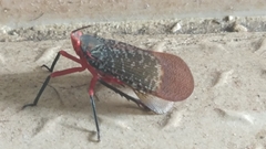 Kalidasa lanata