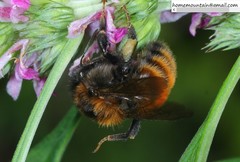 Bombus hedini