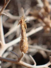 Centaurea spinosa