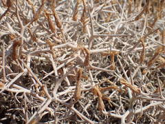 Centaurea spinosa