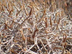 Centaurea spinosa