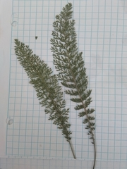 Achillea millefolium