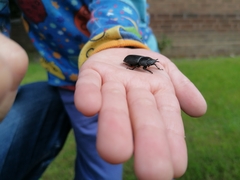 Dorcus parallelipipedus
