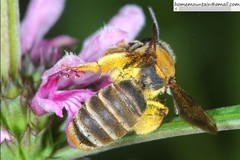 Andrena chengtehensis