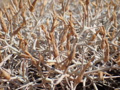 Centaurea spinosa