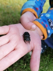Dorcus parallelipipedus