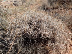 Centaurea spinosa