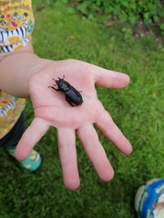 Dorcus parallelipipedus