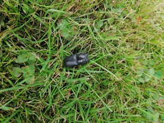 Dorcus parallelipipedus