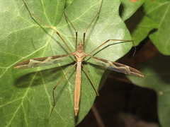 Acutipula
