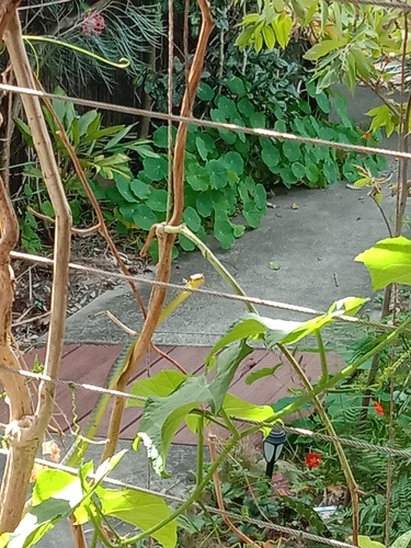 Common Tree Snake sighting