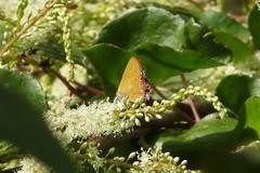 Heliophorini