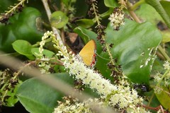 Heliophorus