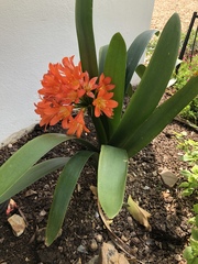 Clivia miniata miniata