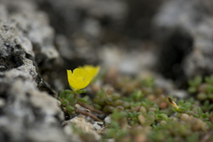 Portulaca psammotropha