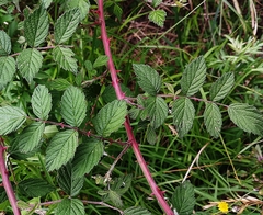 Rubus incanus