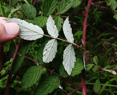 Rubus incanus