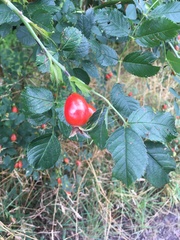 Rosa glabrifolia