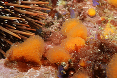 Pseudodistoma novaezelandiae