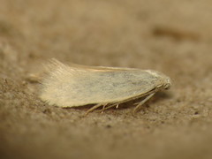 Elachista argentella