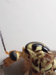 Nephrotoma flavipalpis