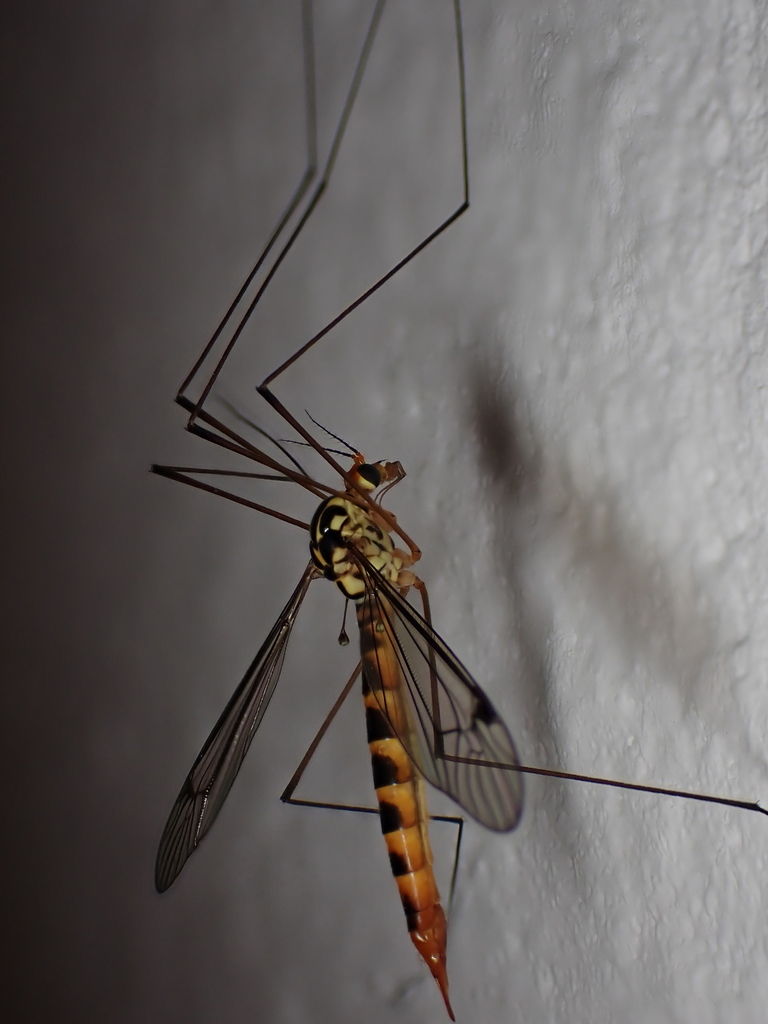 Nephrotoma flavipalpis