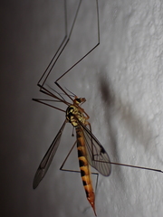 Nephrotoma flavipalpis