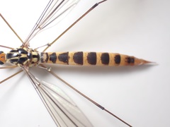 Nephrotoma flavipalpis