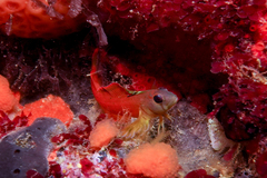 Notoclinops yaldwyni