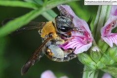 Andrena chengtehensis