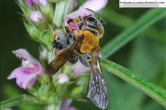 Andrena chengtehensis