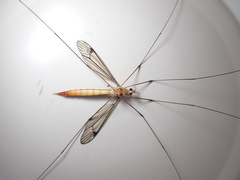 Nephrotoma flavipalpis