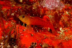 Notoclinops yaldwyni