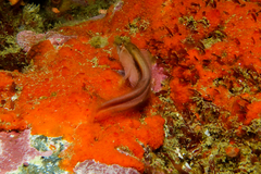 Parablennius laticlavius