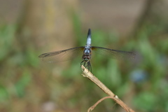 Brachydiplax chalybea