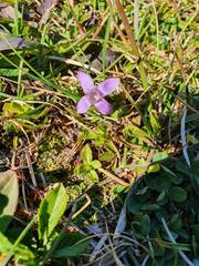 Gentianella campestris