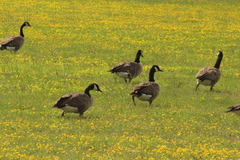 Branta canadensis