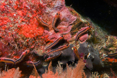 Forsterygion maryannae