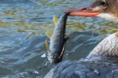 Salmo trutta fario