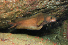 Lotella rhacina