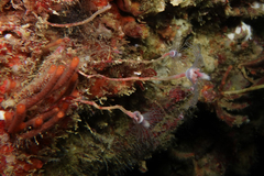 Ectopleura