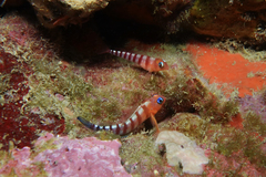 Notoclinops segmentatus