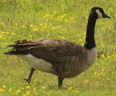 Branta canadensis