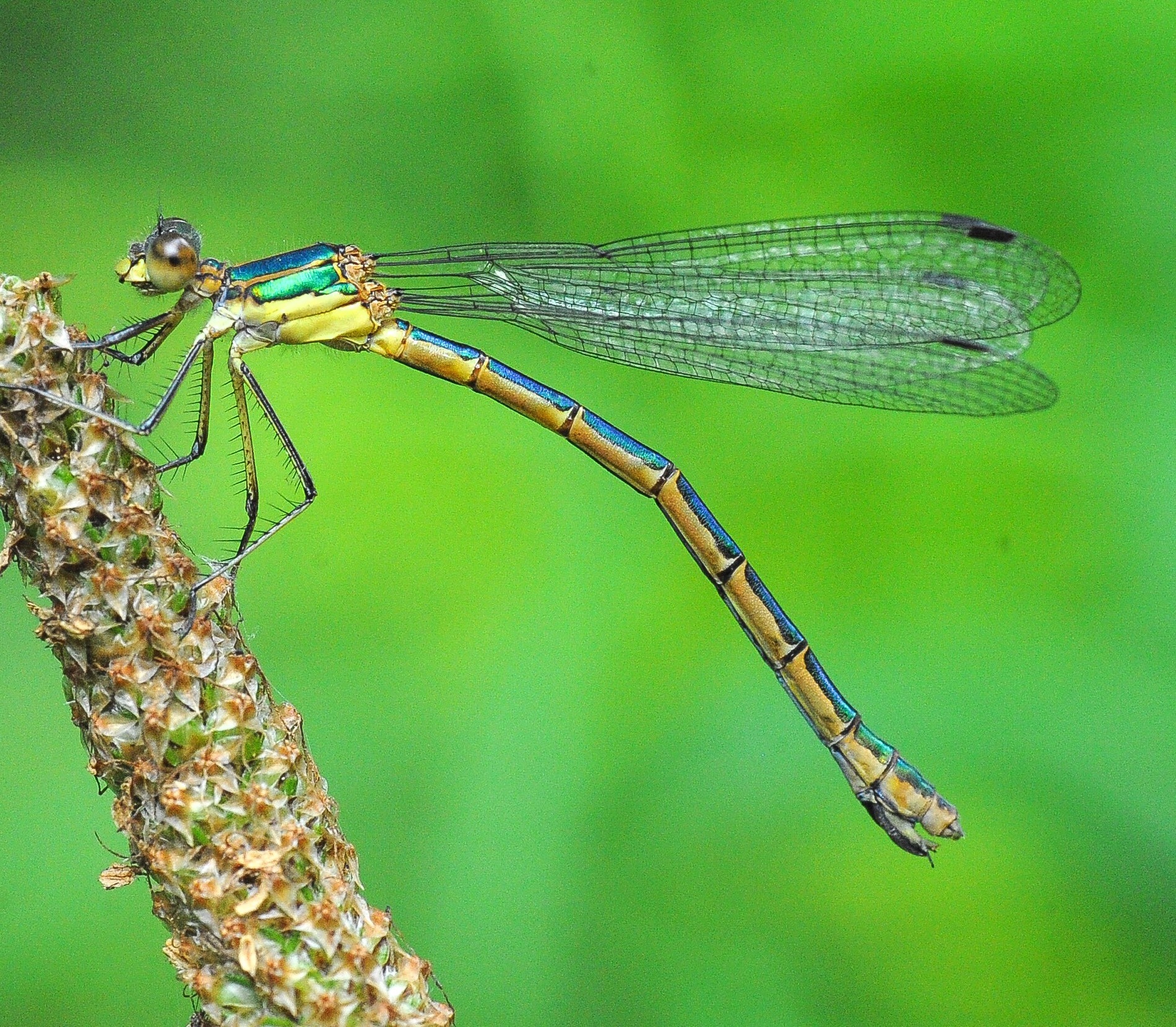 Emerald Spreadwing (Lestes dryas) · iNaturalist