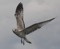 Larus delawarensis