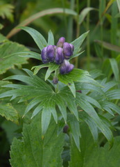 Aconitum maximum