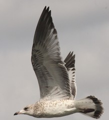 Larus delawarensis