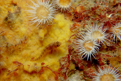 Notoclinops yaldwyni