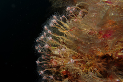 Ectopleura